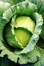 Big cabbage with traces of insect bites in the garden. Concept of agriculture and organic vegetables. vertical image