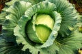 Big Cabbage with traces of insect bites and water droplets in the morning at garden. Organic agriculture and vegetable concept