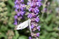 A big cabbage white in topview sitting on a lilac sage