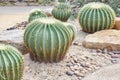 Big cactus with big thorns in the park. Royalty Free Stock Photo