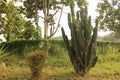 Big cactus bush near other trees growing on the grass Royalty Free Stock Photo