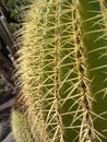 Big Cactus close-up