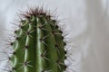 Big cactus forefront foreground with white background