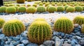 Big cactus in the garden at Nongnuch garden ,Suttahip , Chonburi province, landmark of Thailand.