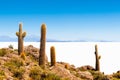 Big cactus on Incahuasi island, Salar de Uyuni salt flat, Bolivia Royalty Free Stock Photo