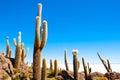 Big cactus on Incahuasi island, Salar de Uyuni salt flat, Bolivia Royalty Free Stock Photo