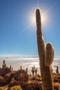 Big cactus in Incahuasi island, Salar de Uyuni salt flat, Potosi Bolivia Royalty Free Stock Photo