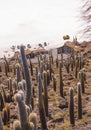 Big cactus on Incahuasi island, salt flat Salar de Uyuni, Altiplano, Bolivia Royalty Free Stock Photo