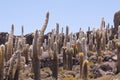 Big cactus on Incahuasi island, salt flat Salar de Uyuni, Altiplano, Bolivia Royalty Free Stock Photo