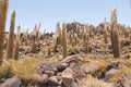 Big cactus on Incahuasi island, salt flat Salar de Uyuni, Altiplano, Bolivia Royalty Free Stock Photo