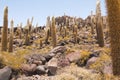 Big cactus on Incahuasi island, salt flat Salar de Uyuni, Altiplano, Bolivia Royalty Free Stock Photo