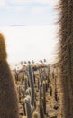 Big cactus on Incahuasi island, salt flat Salar de Uyuni, Altiplano, Bolivia Royalty Free Stock Photo