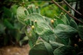 Big cactus leaves in bloom on the blurred background Royalty Free Stock Photo