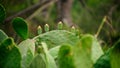 Big cactus leaves on the blurred background Royalty Free Stock Photo