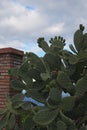 Big cactus with many green fruits. One of the symbols of Sicily. Opuntia ficus-indica Fichi di India. Tindari. Sicily
