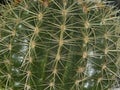 Cactus with many thorns big Royalty Free Stock Photo