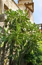 Big cactus in medieval Eze village at french Riviera coast Provence, France Royalty Free Stock Photo