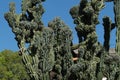 Big cactus plant Royalty Free Stock Photo