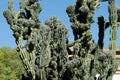 Big cactus plant Royalty Free Stock Photo