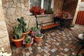 big cactus plants in pottery pots on porch at brick wall at front of house. succulents. desert plants Royalty Free Stock Photo