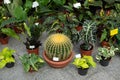 Big cactus in pot. Home gardening concept. Different houseplants and ornamental plants in pots on terrace. Plant care. Composition Royalty Free Stock Photo