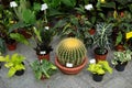 Big cactus in pot. Home gardening concept. Different houseplants and ornamental plants in pots on terrace. Plant care. Composition Royalty Free Stock Photo