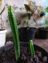 big cactus and small cactus standing side by side