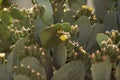 Big cactus on a sunny day. Botanical, tropical background