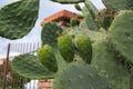 Big cactus with three green fruits. One of the symbols of Sicily. Opuntia ficus-indica Fichi di India. Tindari. Sicily