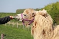 A big camel is feeding on grass in a green meadow