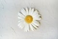 Big camomile on a gray textural background. Minimalistic flower decoration. Bright and beautiful daisies