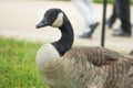 A big Canada goose on the grassland