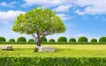 Big canopy tree and rock seats on green lawn with hedge in topiary garden against clouds on blue sky background Royalty Free Stock Photo