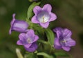 Big Canterbury bells flower