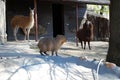 Big Capybara and lama the Alpaca in the open-air cage in Moscow Zoo.