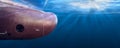 Big cargo ship sailing in the sea to International Shipping container terminal. Close up image detail ships bow, underwater view