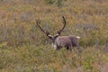 Big Caribou Bull in Velvet Royalty Free Stock Photo