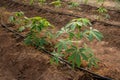 Big Cassava on the floor, Thai Farm