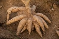 Big Cassava on the floor, Thai Farm