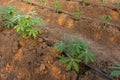 Big Cassava on the floor, Thai Farm