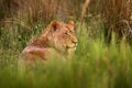 Big cat in Africa, green grass. Young male of Okavango lion, Botswana widlife