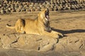 Adult lioness resting and yawning on  with her fangs visible as she opens her mouth. Royalty Free Stock Photo