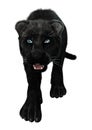 Big Cat Black Panther Royalty Free Stock Photo