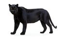 A big cat black panther isolated on white background Royalty Free Stock Photo