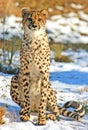 Big Cat Cheetah Royalty Free Stock Photo