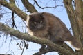 Big cat climbs the branches of a tree. A dark gray cat on a tree