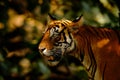 Big cat, endangered animal. End of dry season, beginning monsoon. Tiger walking in green vegetation. Wild Asia, wildlife India. In