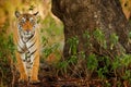 Big cat, endangered animal hidden in forest. End of dry season. Tiger walking in green vegetation. Wild Asia, wildlife India. Indi Royalty Free Stock Photo