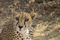 Big Cat Face: Curious Cheetah