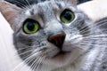 Big cat face with green eyes. Funny gray cat looks at the camera in surprise. Portrait of a pet close-up, macro photo